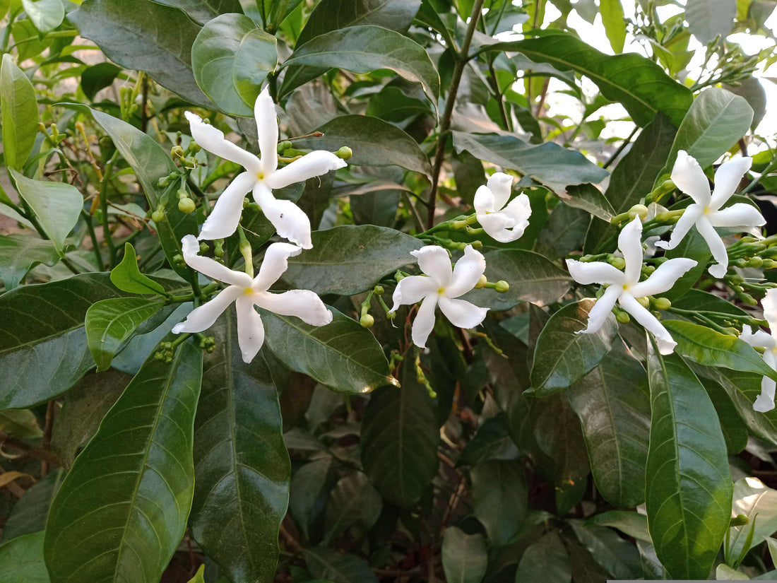 3 Week Walk With the Gen[i]us Taberaemontana